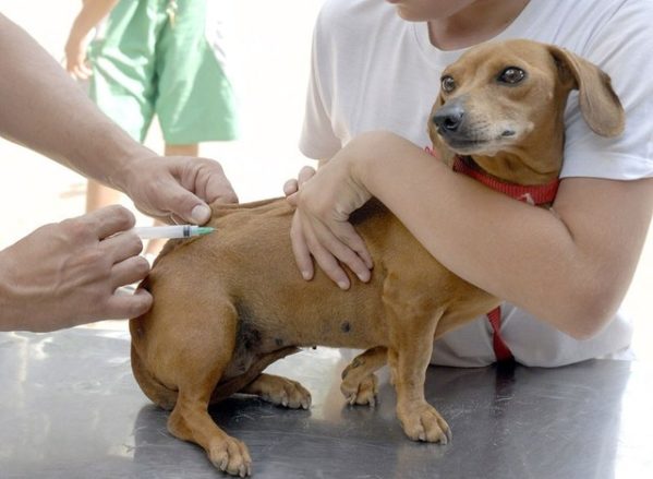 Vacinação antirrábica para cães e gatos está disponível em São Cristóvão