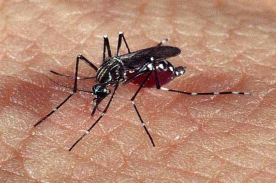 LIRAa: 26 municípios apresentam alto risco de surto da dengue