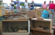 Pelotão Ambiental da PM apreende 69 aves silvestres no interior de Sergipe