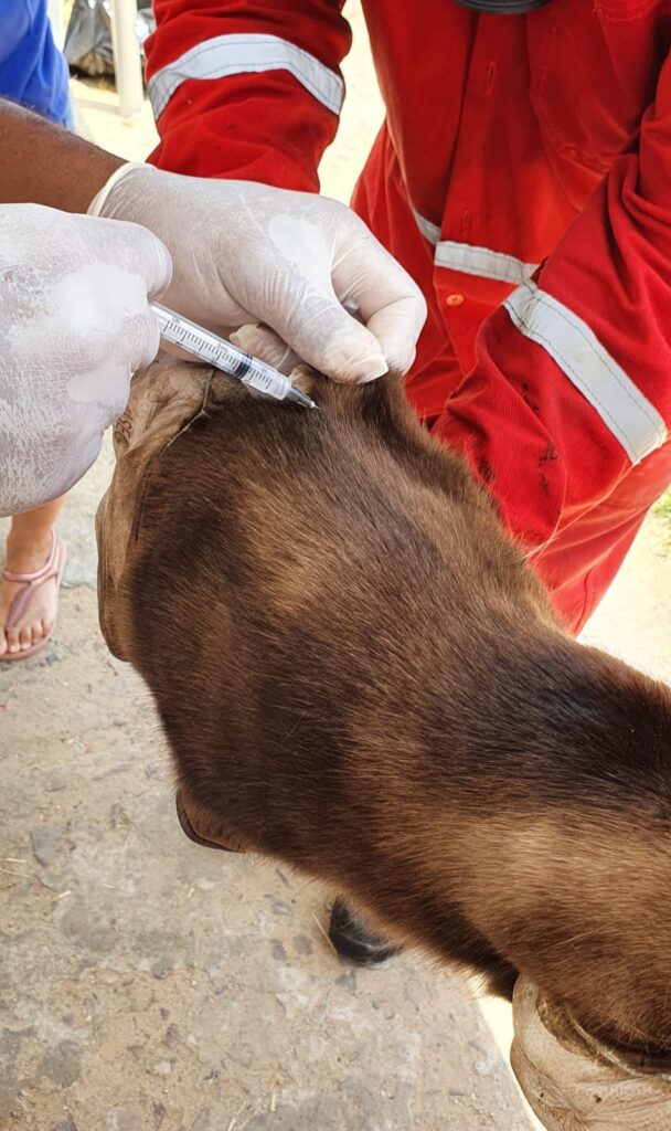 Prefeitura de São Cristóvão divulga locais e horários da campanha de vacinação antirrábica de cães e gatos