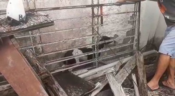 PC, PM e ONG S.O.S. Vida Animal resgatam cães e jabutis mantidos em péssimas condições em Aracaju