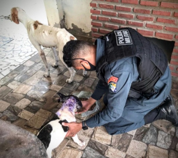 Polícia Militar resgata dois cães vítimas de maus-tratos
