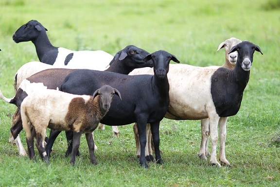 Senar Sergipe abre inscrições para curso online e gratuito de criação de ovinos e caprinos