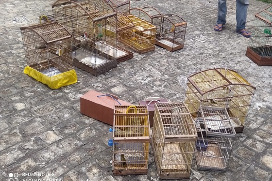 Polícia Militar flagra comércio ilegal de aves silvestres no interior de Sergipe