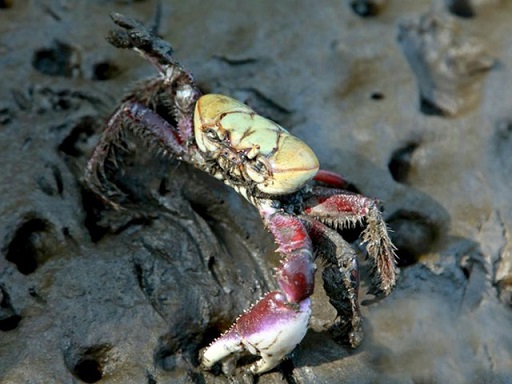 Primeiro período de defeso do caranguejo-uçá em 2022 começa nesta segunda-feira em Sergipe