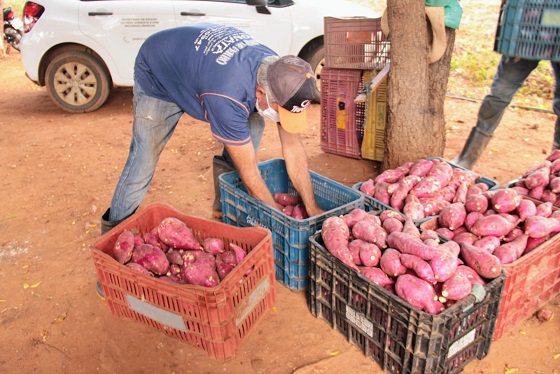 Irrigantes dos perímetros estaduais dobram produção de batata-doce atendendo mercado exigente