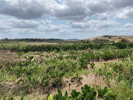 Exclusão de sete municípios sergipanos da região do semiárido preocupa Faese e traz prejuízos aos produtores rurais