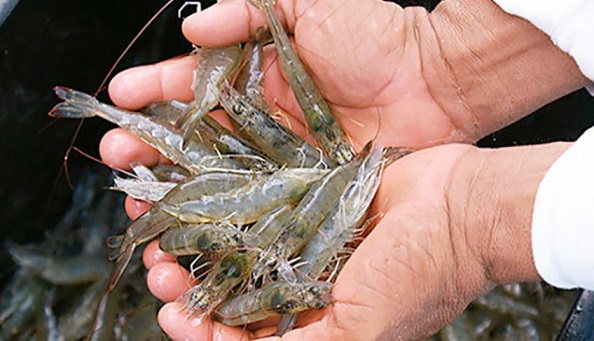 Encontro discutirá futuro da criação de camarões em Sergipe