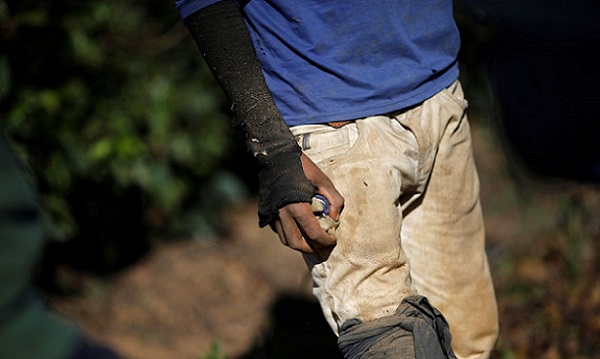 Em Sergipe, Justiça do Trabalho interdita Fazenda por trabalho análogo à escravidão