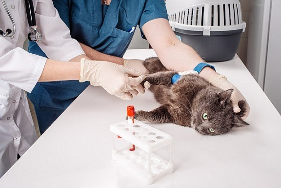 Tipagem sanguínea e doação: saiba como seu gato pode ajudar outro animal