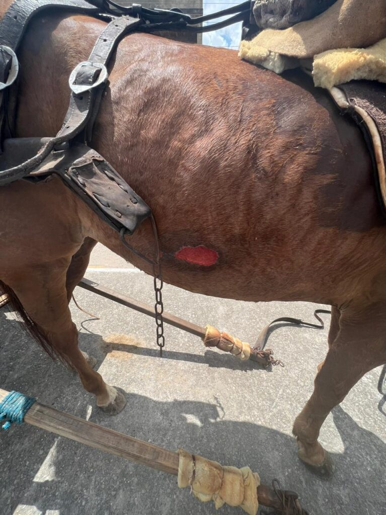 Polícia Militar flagra maus-tratos a animal em Lagarto