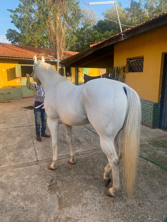 Cavalos apreendidos no haras de Valdevan podem ser doados a Polícia Militar de Sergipe