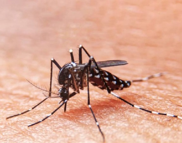 Estado de Sergipe registra mais de quatro mil casos de Dengue em 2022