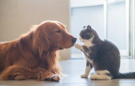 Março Amarelo alerta para insuficiência renal em cães e gatos
