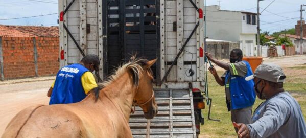 Cerca de 200 animais foram resgatados em vias públicas de Aracaju neste ano