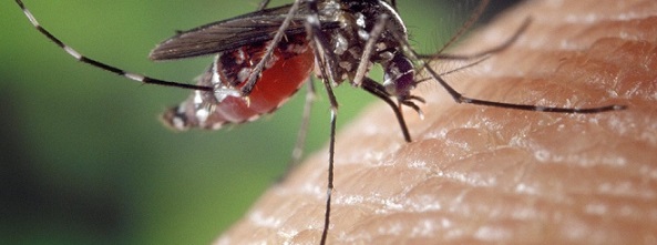 Casos de dengue, chikungunya e zika disparam nos primeiros meses de 2023