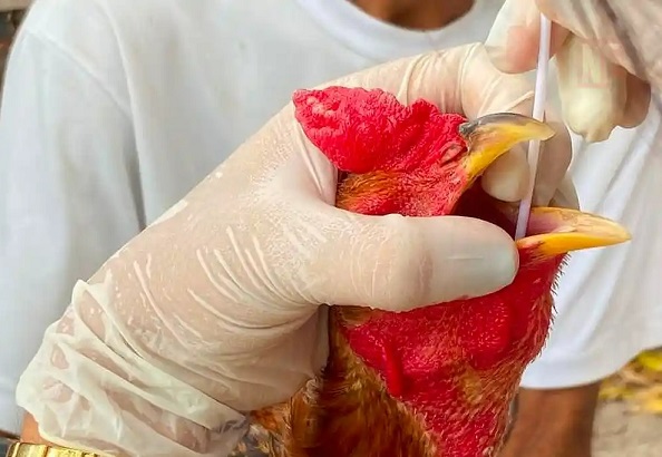 Governo de Sergipe emite comunicado sobre a gripe aviária