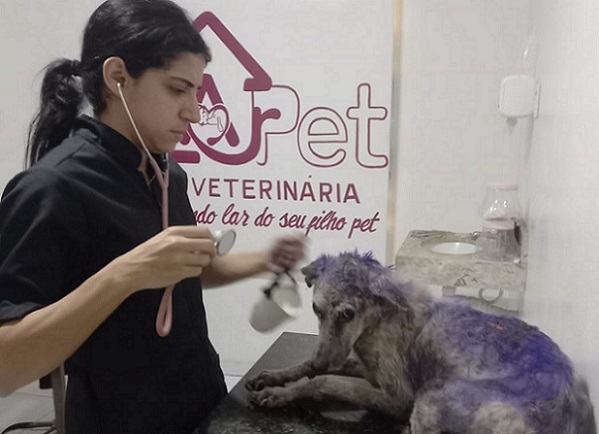 Polícia Civil prende mulher em flagrante por maus-tratos contra cachorro em Aracaju