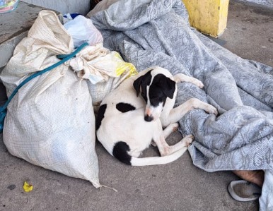 Cachorro permanece ao lado do corpo do dono que foi encontrado na Grande Aracaju