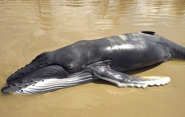 Filhote de baleia jubarte com cerca de 1 tonelada é encontrado morto no Litoral Sul de Sergipe