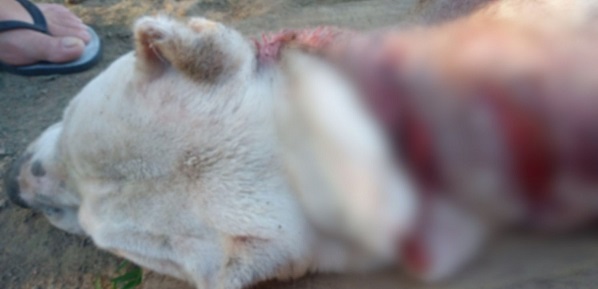 Cachorro é morto com golpes de machado em Itaporanga D’Ajuda
