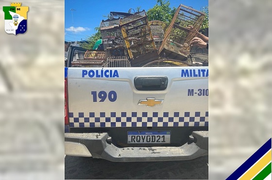 Polícia apreende pássaros silvestres mantidos em cativeiro em São Cristóvão; saiba como denunciar