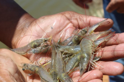 MPF quer responsabilização do poder público por falta de fiscalização em viveiros de camarão em manguezais de Sergipe