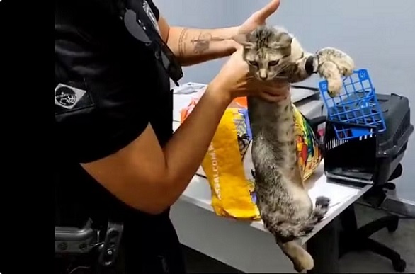 Mulher é presa por usar gata para entrar com celulares no presídio de Tobias Barreto
