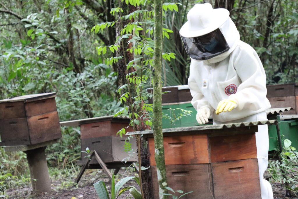 Corpo de Bombeiros orienta população sobre períodos com maior risco de acidentes envolvendo abelhas e formas de prevenção