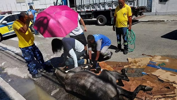 Cavalo é resgatado após passar mal e ser abandonado em Aracaju