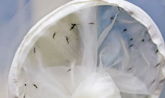 Em 26 dias, abril registra 897 mortes causadas por dengue, equivalente a 76% de 2023 inteiro