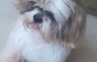 Cão da raça shih-tzu morre após ser atacado por outro cachorro em hotelzinho de Aracaju