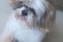 Cão da raça shih-tzu morre após ser atacado por outro cachorro em hotelzinho de Aracaju