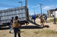 Delegacia Proteção Animal indicia dois proprietários por abandono de animais soltos em Aracaju