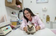 Dia Internacional do Gato: felinos lideram crescimento de animais de estimação no Brasil