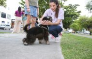 “Um marco para o cuidado com os animais”, diz Yandra sobre proposta para criação do primeiro Hospital Municipal Veterinário de Aracaju