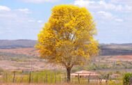 Primavera começa no domingo e deverá ser de altas temperaturas em Sergipe