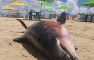 Boto é encontrado morto na Praia de Atalaia em Aracaju