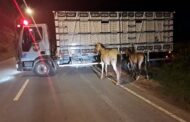 BPRv recolhe 14 equinos soltos em rodovias estaduais; confira os contatos dos postos de fiscalização no interior do estado