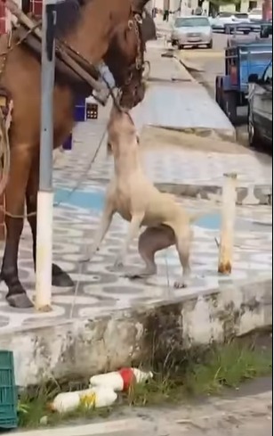 Deputada cobra responsabilização e reforça urgência de políticas públicas para proteção animal após ataque de cão a cavalo em Pirambu