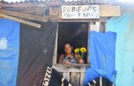 Flores para Todos: girassóis florescem como alternativa de renda em assentamentos rurais de São Cristóvão