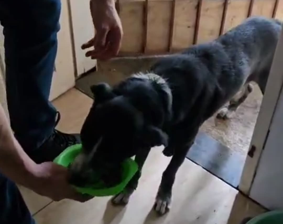 Polícia Civil resgata cachorro em situação de abandono em Nossa Senhora do Socorro