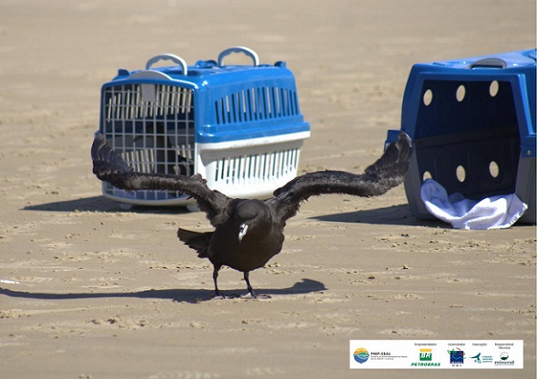 Fundação Mamíferos Aquáticos realiza a soltura de cinco aves marinhas reabilitadas no litoral sergipano