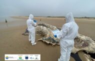 Carcaça de baleia-jubarte é localizada na Praia da Caueira, litoral sul de Sergipe
