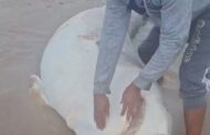 Tubarão encontrado na Ilha dos Namorados, na região do Mosqueiro