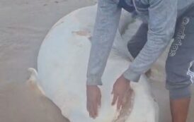 Tubarão encontrado na Ilha dos Namorados, na região do Mosqueiro