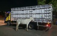 BPRv recolhe quatro animais soltos na saída de Aracaju nesta madrugada