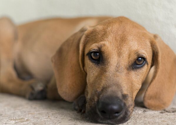 Campanha “Amigo Pet” promove a adoção responsável e alerta para o crime de abandono animal