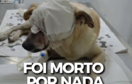Polícia Civil cumpre mandado de prisão preventiva contra homem por matar cachorro na Barra dos Coqueiros