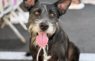 Campanha “Amigo Pet” promove adoção de cães e gatos neste sábado em Aracaju